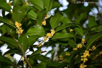 桂花 桂花树 金秋桂花香 月桂