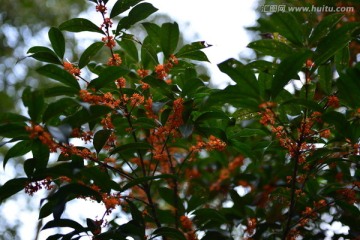 桂花 桂花树 金秋桂花香 月桂