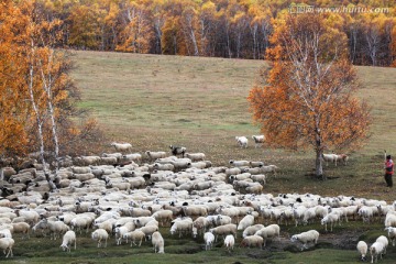 杨树背绵羊群