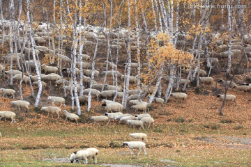 杨树背绵羊群