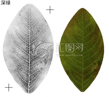 玉蘭葉分層