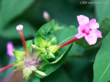 植物花卉