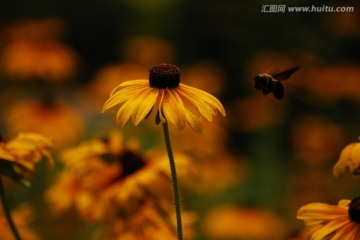 太阳花