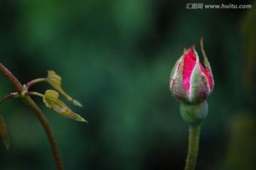 月季花蕾