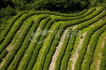 茶溪谷茶园