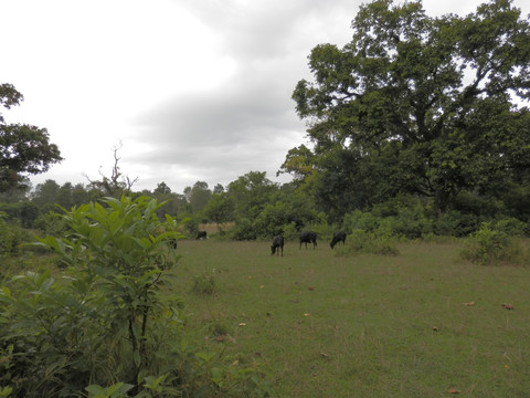 热带丛林里的牛群