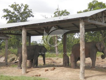 丛林中的大象养殖基地