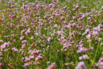 小野花