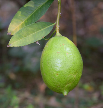 香橼