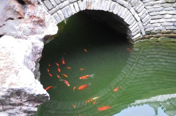 池塘金鱼