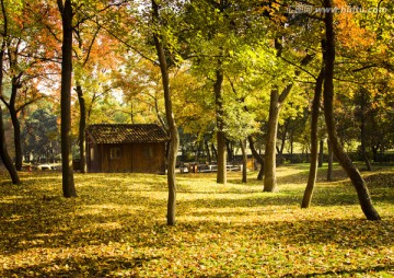 苏州天平山红叶