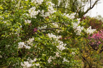 春花烂漫