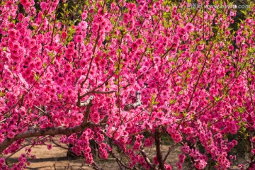 春花烂漫