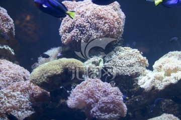 珊瑚 海洋馆 水族馆