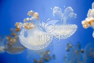 水母