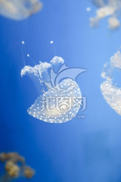 水母