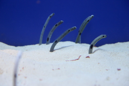 花园鳗 海洋馆 海洋生物