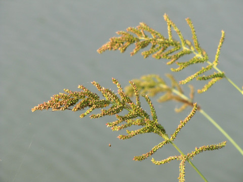 稗草成熟