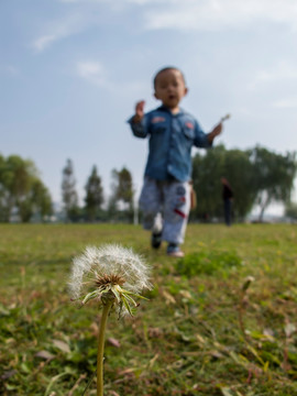 孩子与蒲公英