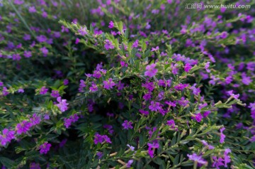 紫萼距花 花丛
