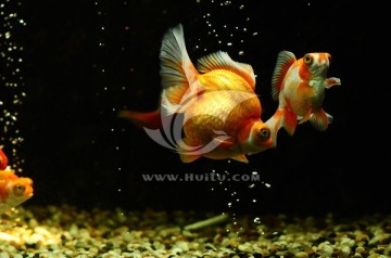 魚