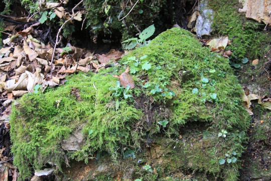 苔藓