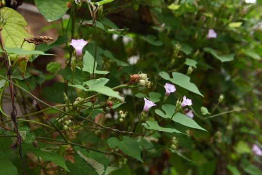 小野花