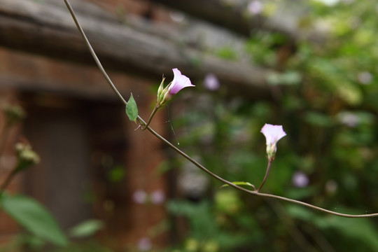 小花朵