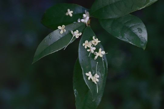 桂花落