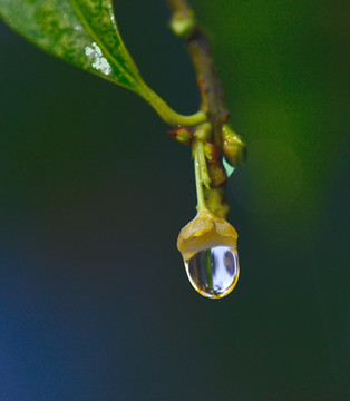 桂花蒂上的露珠