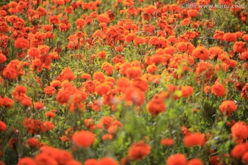 红花背景