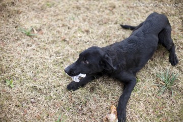 拉布拉多犬 遛狗 宠物狗 动物