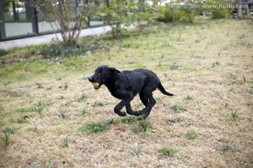 拉布拉多犬 遛狗 宠物狗 动物