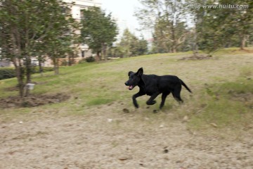 拉布拉多犬 遛狗 宠物狗 动物