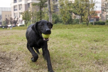 拉布拉多犬 遛狗 宠物狗 动物