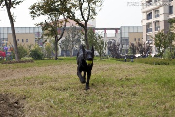 拉布拉多犬 遛狗 宠物狗 动物