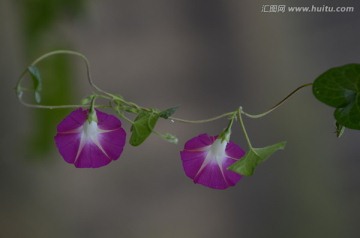 牵牛花