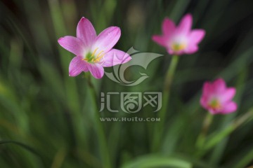 韭兰花 风雨兰 清新花卉