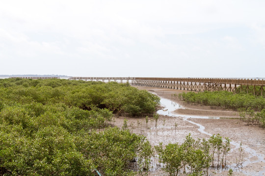 北部湾沿海红树林