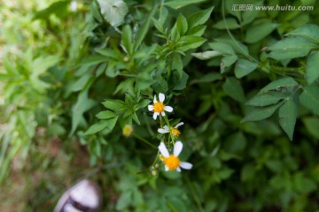 清新小菊花