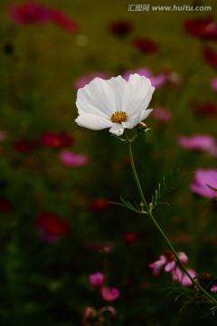 格桑花