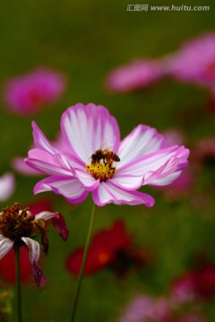 格桑花