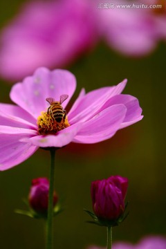 格桑花