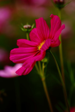 格桑花