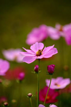 格桑花