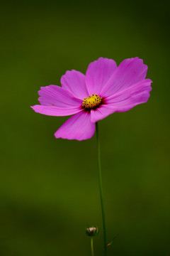 格桑花