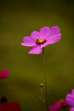 格桑花