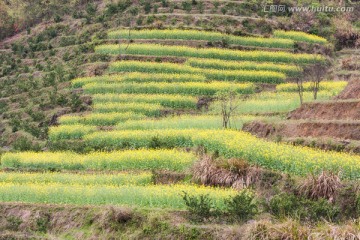 油菜花 梯田