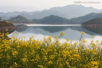 油菜花 远山 湖泊