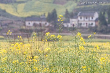 油菜花 村庄